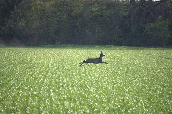 Cervo Macho Saltando Sobre Campo Trigo Europa — Fotografia de Stock