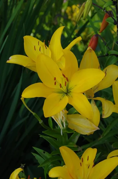 Sarı Lilium Parryi çiçeklerinin seçici odağı