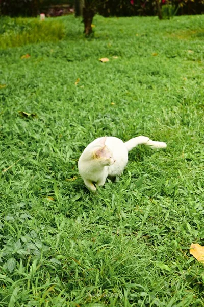 Eine Vertikale Aufnahme Einer Weißen Entzückenden Katze Die Auf Grünem — Stockfoto