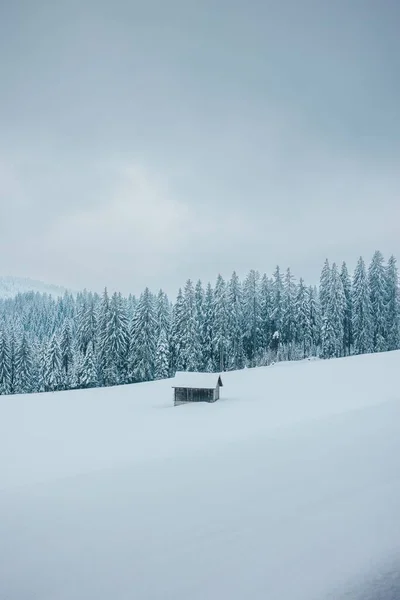 Bjerghus Midt Den Sneklædte Bjergskråning Med Snedækket Skov Baggrunden Tåget - Stock-foto