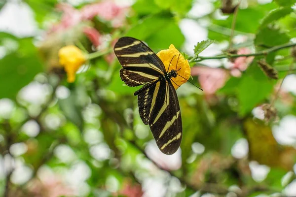 정원에 아름다운 노란색 줄무늬긴 나비의 — 스톡 사진