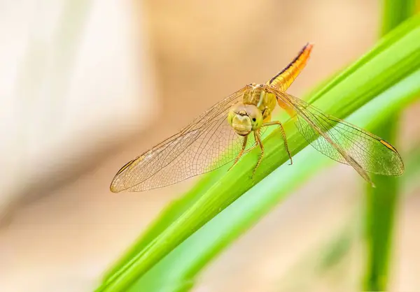 Makroaufnahme Einer Libelle Auf Grünem Gras — Stockfoto