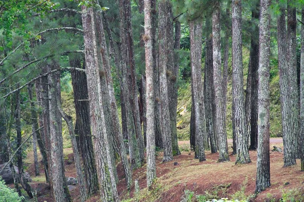 Sebuah Gambar Indah Pohon Tinggi Hutan — Stok Foto