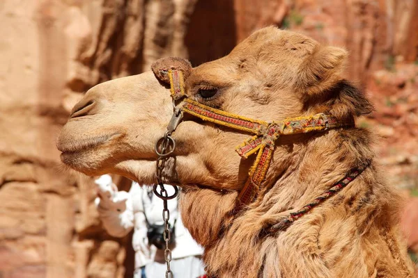 Крупный План Бокового Вида Коричневого Пушистого Верблюда Camelus Фоне Скалы — стоковое фото