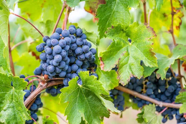 Een Close Van Trossen Paarse Druiven Hangend Aan Plant Wijngaard — Stockfoto