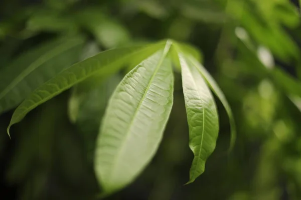 Pohled Zblízka Zelené Listy Rostliny Mangifera Indica — Stock fotografie