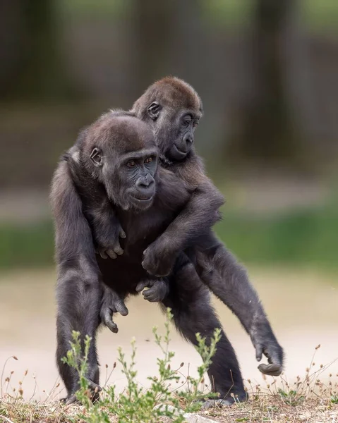 Los Gorilas Las Tierras Bajas Occidentales Juegan Entre — Foto de Stock