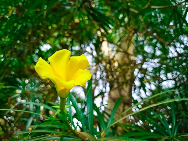 在院子里拍到一朵黄色的泰维西亚花的特写 — 图库照片