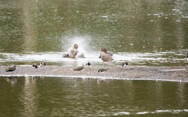 別のアヒルと複数の羽ばたき鳥の横にあるその体から水をはね灰色の脚のアヒル — ストック写真
