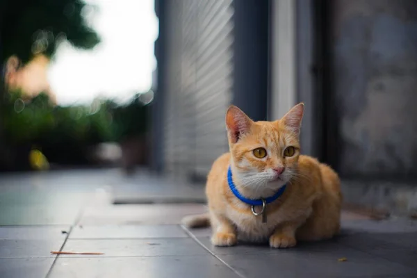 Mírný Záběr Zázvorovou Kočku — Stock fotografie