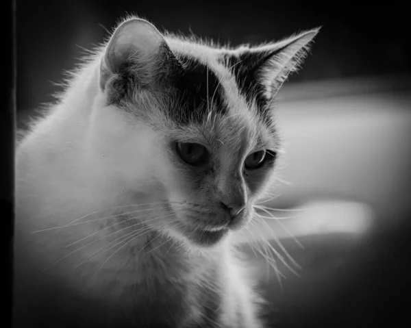 Сірий Знімок Кота — стокове фото