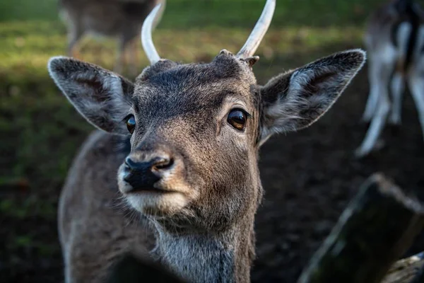 一只年轻公鹿的特写镜头 它的脸很可爱 眼睛闪闪发光 — 图库照片