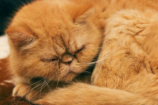 Makro Záběr Roztomilé Nadýchané Perské Kočky Spí Pokojně — Stock fotografie