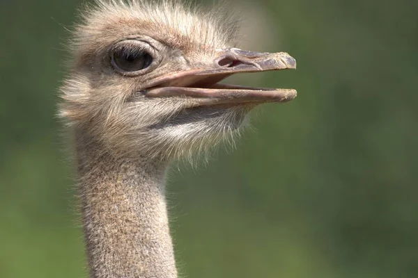 Closeup Ostrich Struthio Looking Blurry Green Background — Stock Photo, Image