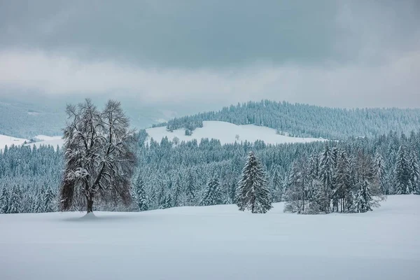 Een Prachtig Shot Van Bevroren Bomen Bedekt Met Sneeuw Besneeuwde — Stockfoto
