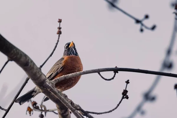 Снимок Птицы Малиновки Сидящей Зимой Ветке Дерева — стоковое фото