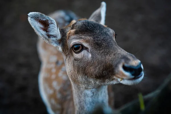 A closeup of a young female deer with cute face and glowing eyes