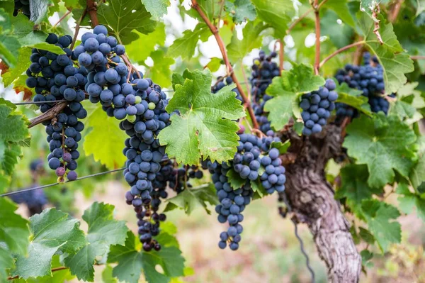 Een Close Van Trossen Paarse Druiven Hangend Aan Plant Wijngaard — Stockfoto