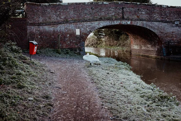 Лебедь Стоящий Один Канала Ждущий Люди Пройдут Мимо Поздороваются — стоковое фото
