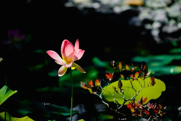 Carolina Kraliçesi Lotus Çiçeğinin Sığ Bir Odağı Bulanık Arkaplanlı Yeşil — Stok fotoğraf