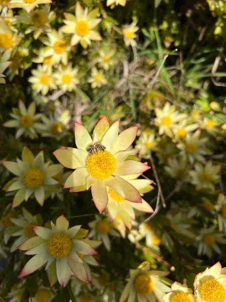 Bahçedeki Sarı Conebush Çiçeklerinin Dikey Odak Noktası — Stok fotoğraf
