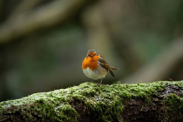 Selective Focus Shot Orange European Robin Perched Mossy Branch — Stock Photo, Image
