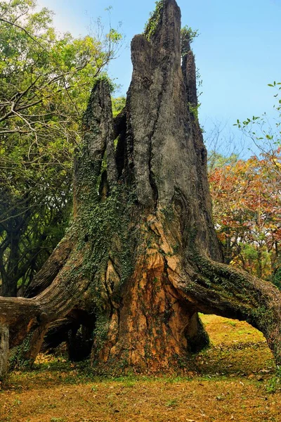 Ett Gammalt Träd Med Stora Rötter Täckt Med Mossa — Stockfoto
