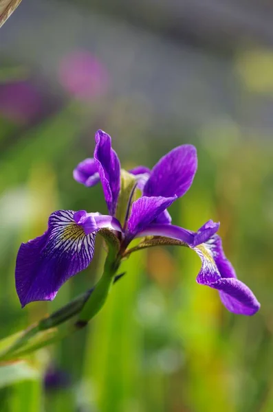 Μια Ρηχή Εστίαση Της Βόρειας Γαλάζιας Σημαίας Iris Versicolor Λουλούδι — Φωτογραφία Αρχείου