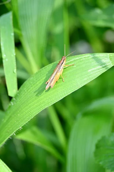一只褐色蚱蜢在绿叶上的垂直特写 Chorthippus Dorsatus — 图库照片