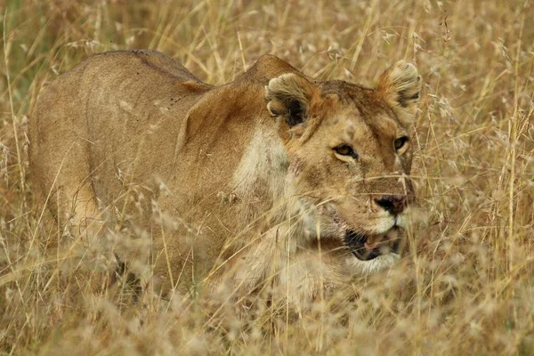 Vue Rapprochée Grand Angle Une Femelle Lion Afrique Est Faufilant — Photo