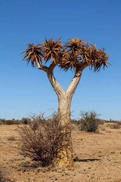 Pionowy Strzał Drżącego Drzewa Aloidendron Dichotomum Opuszczonej Pustyni — Zdjęcie stockowe