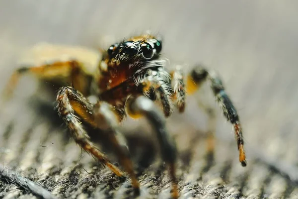 一张漂亮的 小小的跳跃蜘蛛的宏观照片 前腿在模糊的背景下凸起 — 图库照片