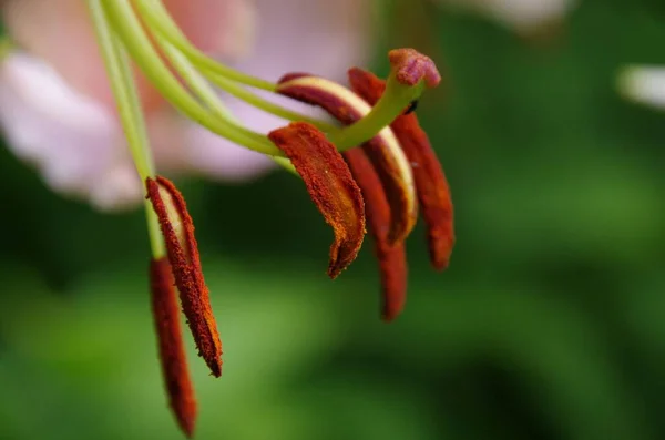 Bulanık Arkaplanı Olan Pembe Çiçek Saplarının Makro Görüntüsü — Stok fotoğraf
