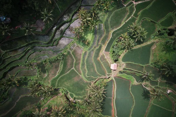 Une Vue Aérienne Des Terrasses Vertes Riz Tegalalang Bali Indonésie — Photo