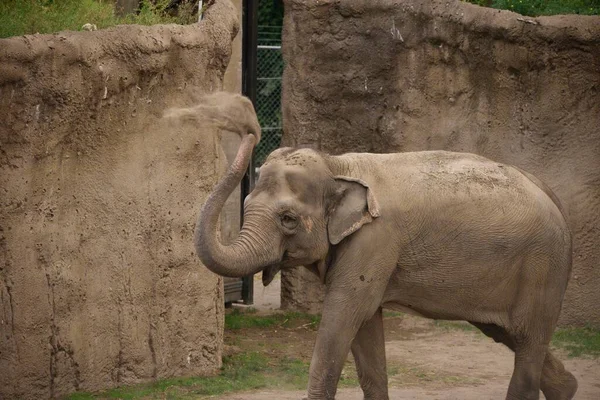 Éléphant Pulvérisant Sable Avec Son Tronc Dans Zoo — Photo