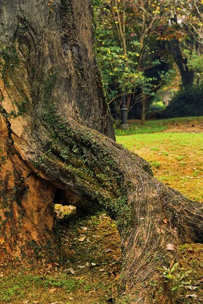이끼로 뒤덮인 뿌리를 — 스톡 사진