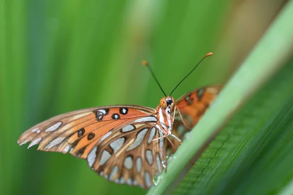 Großaufnahme Eines Golf Schmetterlings Auf Dem Grünen Gras — Stockfoto