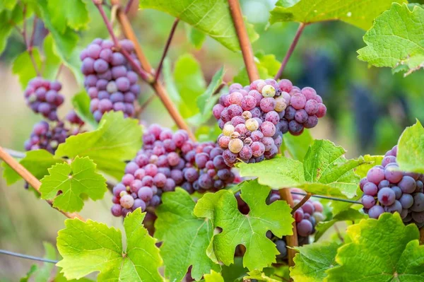 Vue Rapprochée Grappes Raisins Violets Suspendues Plante Vignoble — Photo