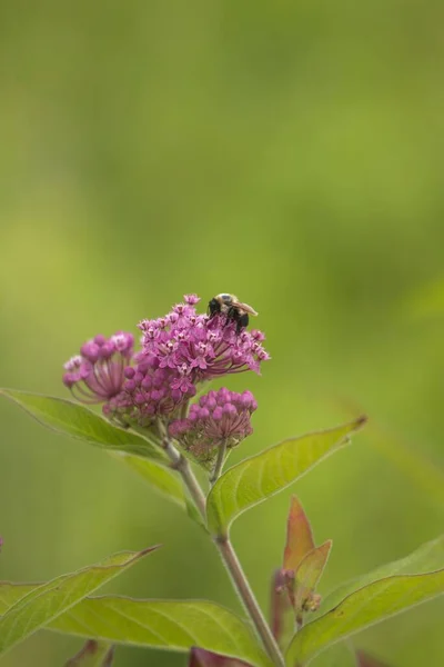 Вертикальный Снимок Пчелы Фиолетовом Молочном Цветке Зеленом Фоне — стоковое фото