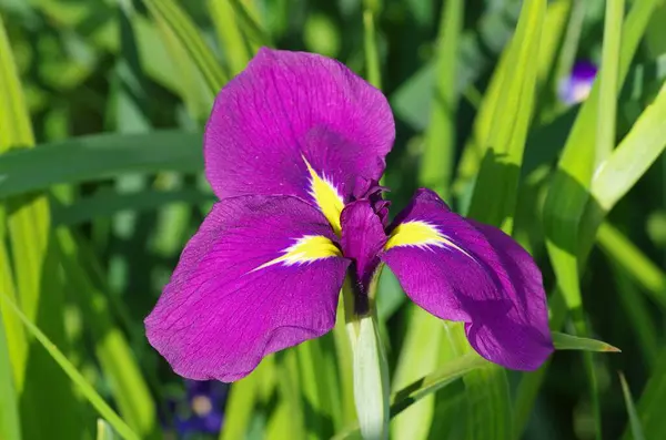 Неглубокий Фокус Фиолетового Цветка Ирис Гигантской Аэроулеи — стоковое фото