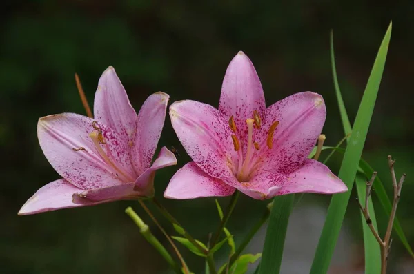 Shallow Focus Pink Oriental Lily Dalian Stargazer Flowers — Stock Photo, Image