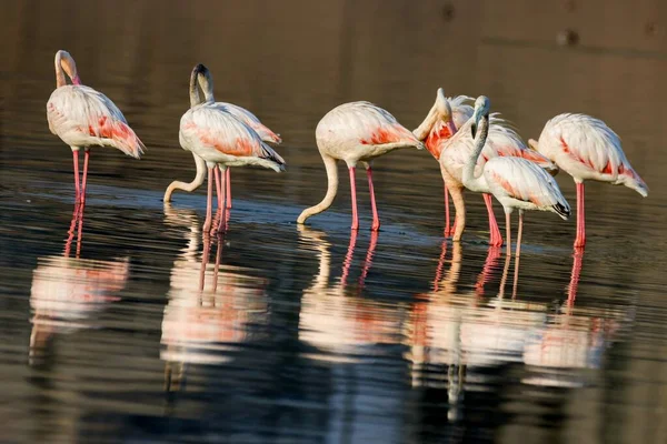 Вид Стаи Фламинго Воде — стоковое фото
