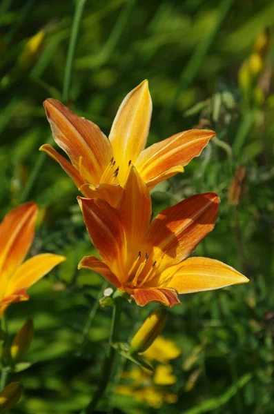 Zbliżenie Pomarańczowej Lilii Dziennej Hemerocallis Fulva Kwiaty Zielonym Polu — Zdjęcie stockowe