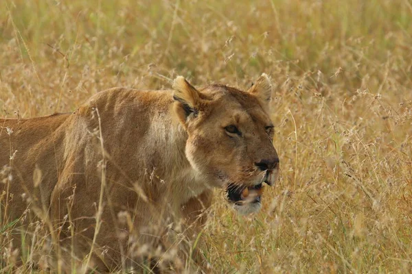 Portrait Gros Plan Une Femelle Lion Afrique Est Faufilant Dans — Photo