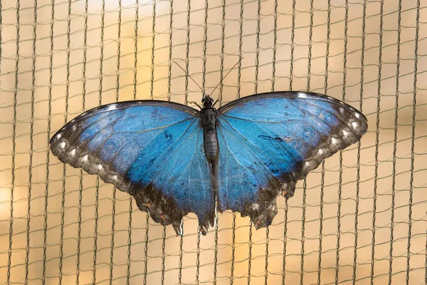 Closeup Menelaus Blue Morpho Butterfly Mesh Fabric — Stock Photo, Image