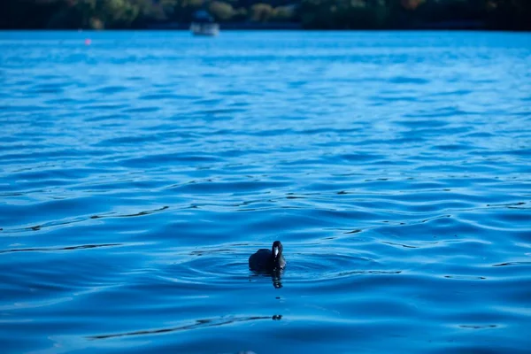 Foso Eurasiático Fulica Atra Nadando Aguas Onduladas Lago —  Fotos de Stock