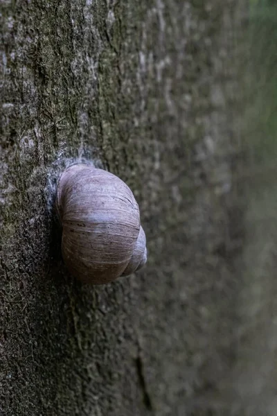 一只蜗牛爬到有模糊背景的树干上的特写镜头 — 图库照片