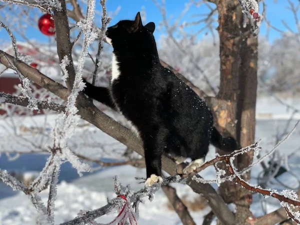 Чорна Кішка Сніжному Дереві Зимовий Сезон — стокове фото