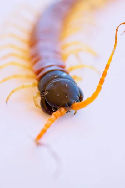 A closeup of a Giant Desert Centipede with an orange neck and legs