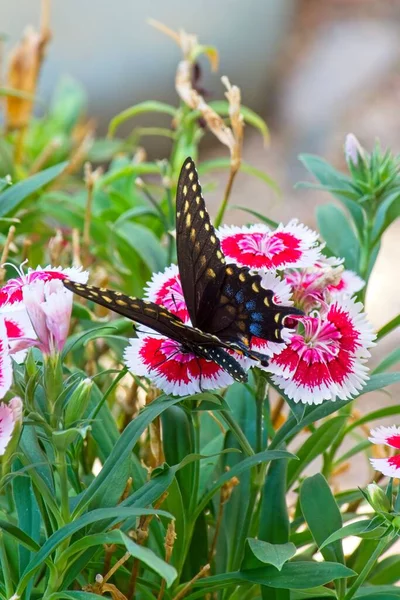 Bir Çiçekle Beslenen Batı Siyah Kırlangıç Kelebeğinin Dikey Yakın Çekimi — Stok fotoğraf